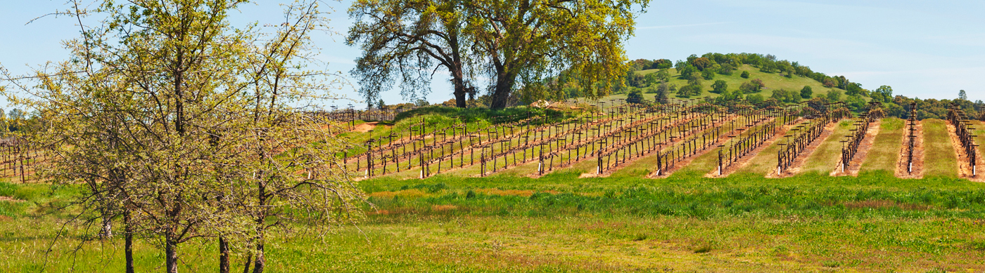Image of a Virginia vineyard